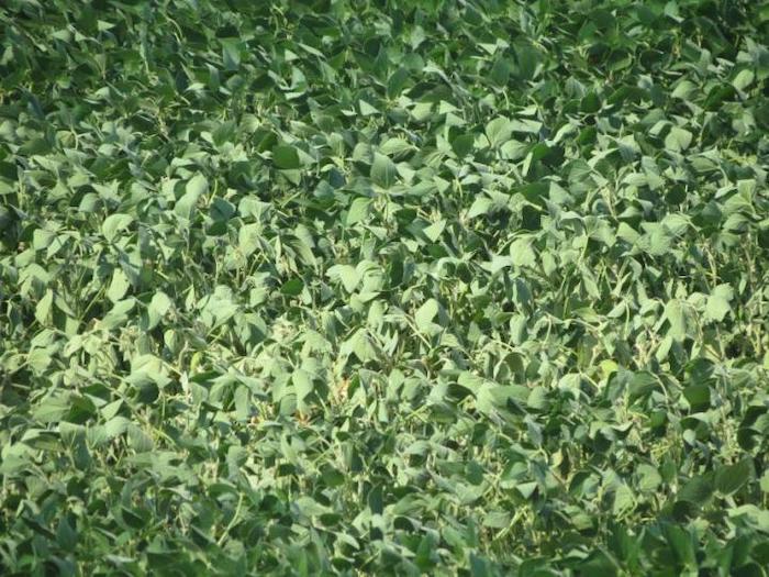 /ext/resources/images/2023/drought-soybean-Iowa-State-Extension.jpeg