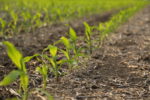  Corteva Agriscience Kyro Corn Herbicide_0223 copy.JPG