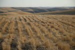 083_Palouse_FL_0810.jpg