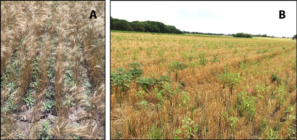 drylang-sorghum-figure1