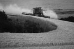 433_Palouse_FL_0810.jpg