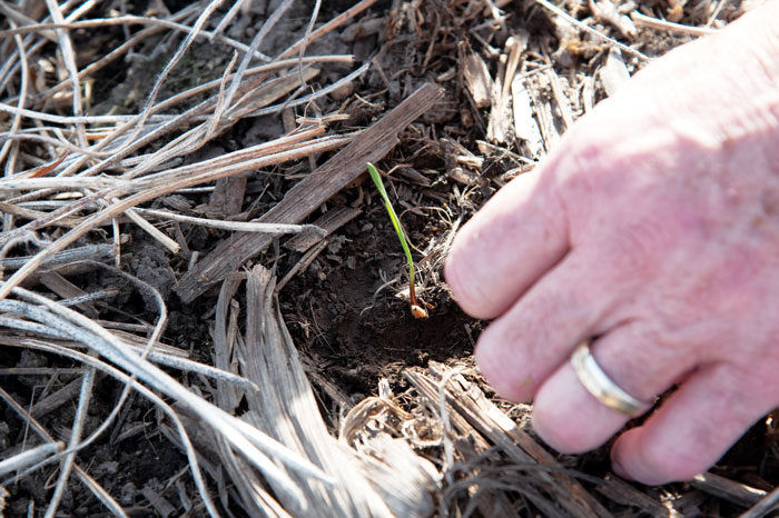 A NEW HOPE-Greenlee_Triticale_Sprout_Feature-image.jpg