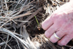 A NEW HOPE-Greenlee_Triticale_Sprout_Feature-image.jpg