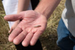 Armyworm.jpeg