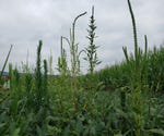 Weedy Soybean Field