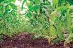 Bardole-Strip-Till-Corn.jpg