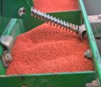 clover seed