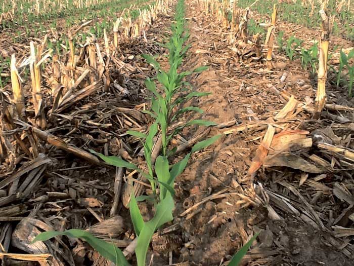 continous-corn.jpg