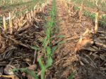 continous-corn.jpg