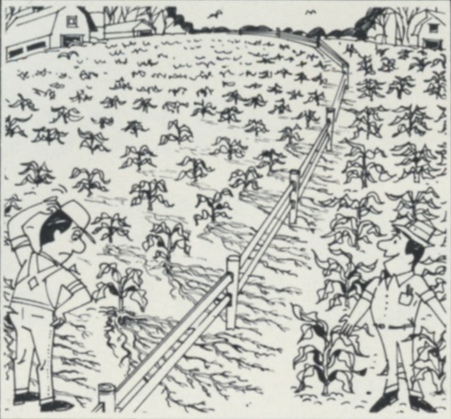 Corn-is-rooting-for-No-Till-Cartoon