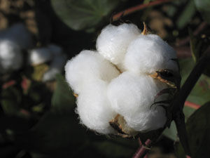 Cotton