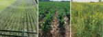 cover-crop-on-Andrew-Bernzotts-farm.jpg