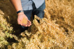 CoverCress_Lebanon_Indiana_0600.jpg