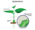 Crown-gall-agrobacterium.jpg