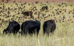 Dennis-Hoyles-cattle.jpg