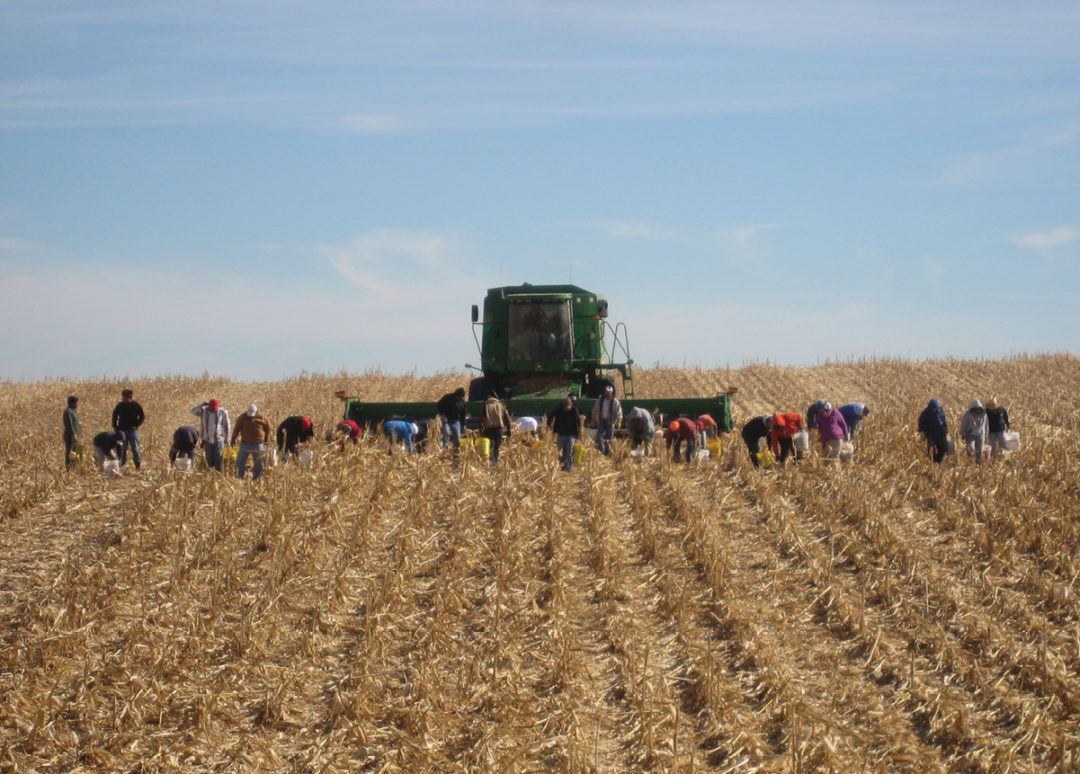Down-Corn-from-Oct-18-Wind-073-copy.jpg