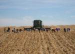 Down-Corn-from-Oct-18-Wind-073-copy.jpg