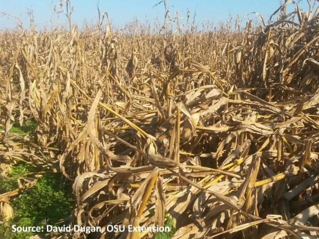 downed corn