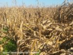 downed corn