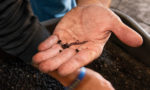 epigeic-worms.jpg
