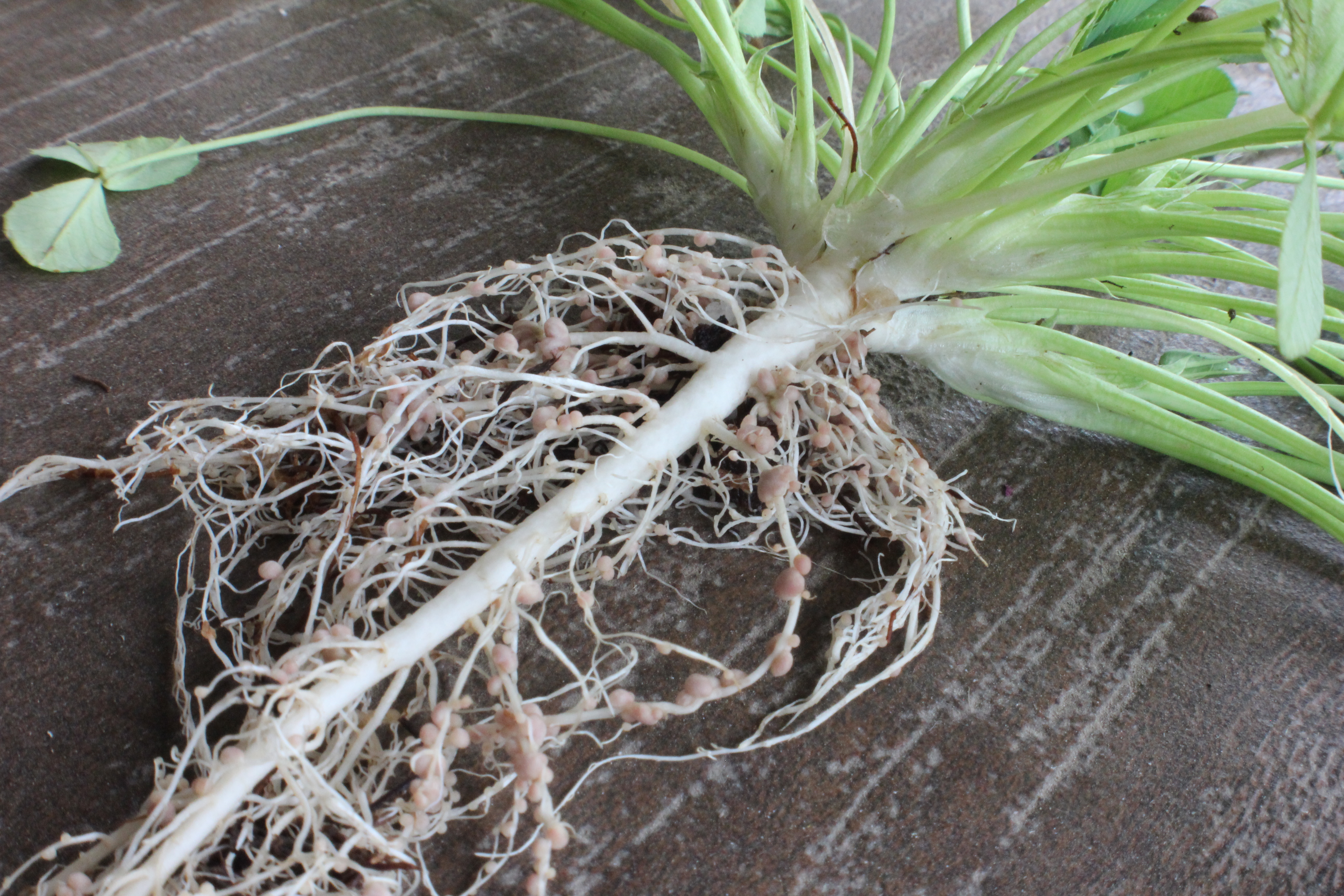 Using legumes to reduce nitrogen fertilizer costs_1