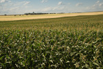Corn experimentation