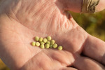Harvesting Pulses