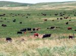 Grazing-Teichert-1.jpg