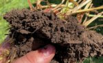 HEALTHY-SOIL-copy.jpg