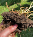 HEALTHY-SOIL.jpg