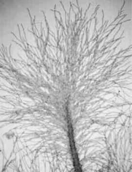 hyphae.jpg