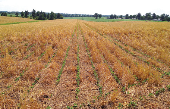 Cover Crops
