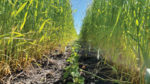 INTERSEEDING-SUCCESS.jpg