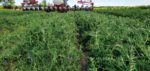 Jay-Baxter-hairy-vetch.jpg