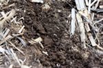 Leverich-Planting-1.jpg