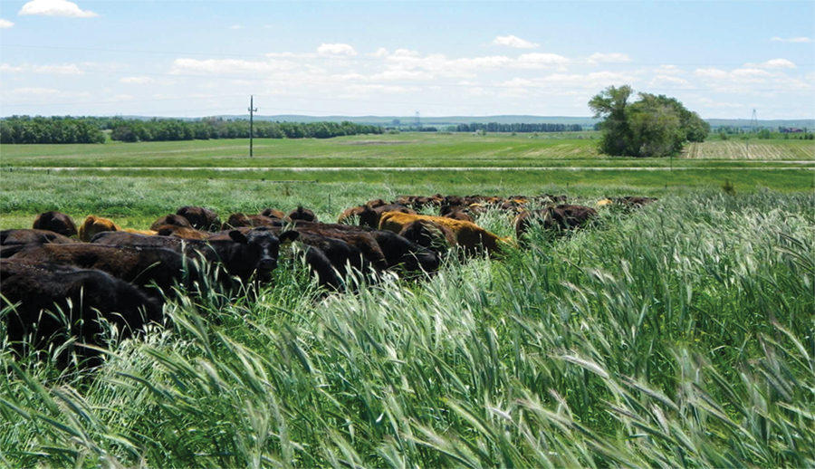 Livestock_grazing.jpg