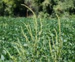 palmer amaranth