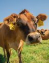 Mintz cow