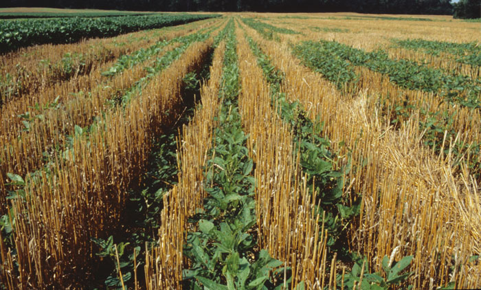 no-till soybeans