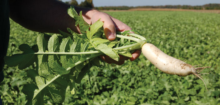 oilseed radishes