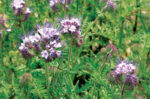 Phacelia_Boratus.jpg