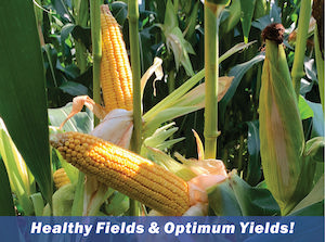 Achieve Healthy Fields and Optimum Yields with Sure Plen-T Sweet from Sure Crop Fertilizers