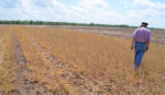 History and Insights from No-Till Pioneer Bill Richards