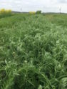 Smith Seed AU Merit Hairy Vetch_0617 copy