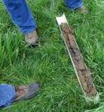 Smith Seed ServiceLowBoyryegrass_0617 copy