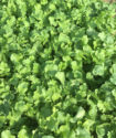 smith seeds CCS779Radish_0617 copy