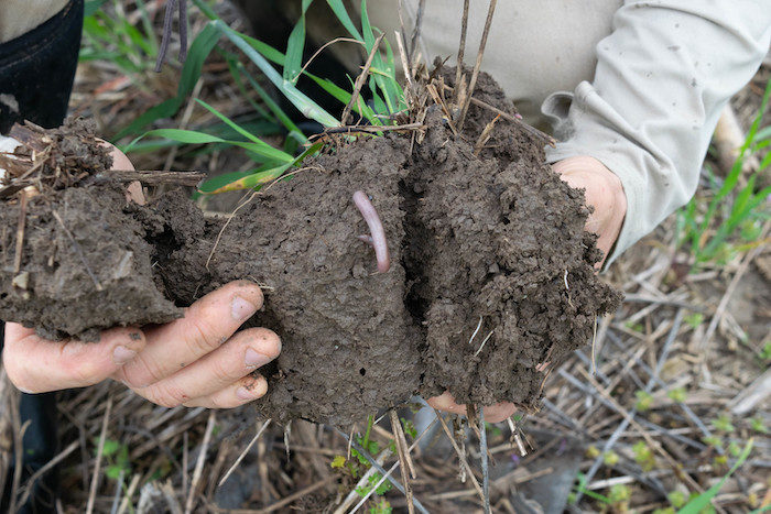 soil health