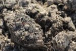 soil inoculants