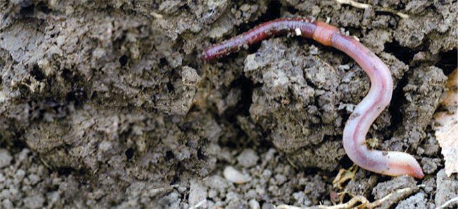 Soil Health