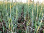 soybeans-in-rye.jpg